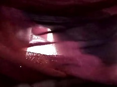 2 dildos and 1 cock