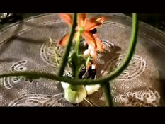 Flower sex