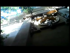 Два голубых парня любят заниматься сексом в общественном парке